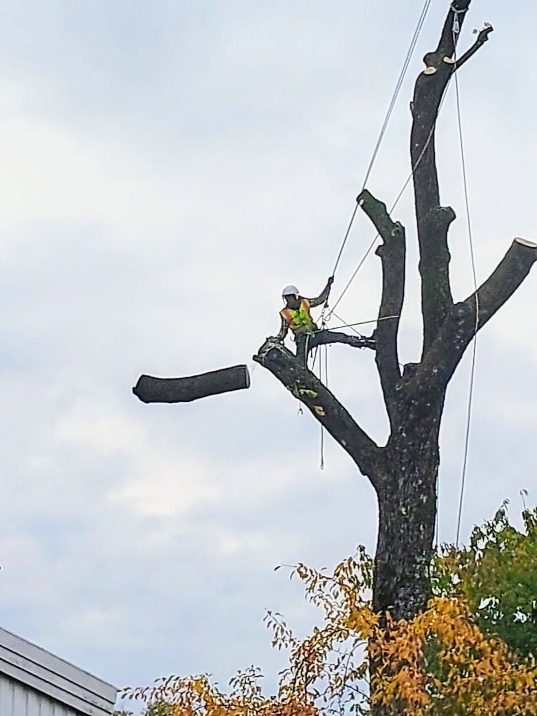 Trefelling.jpg