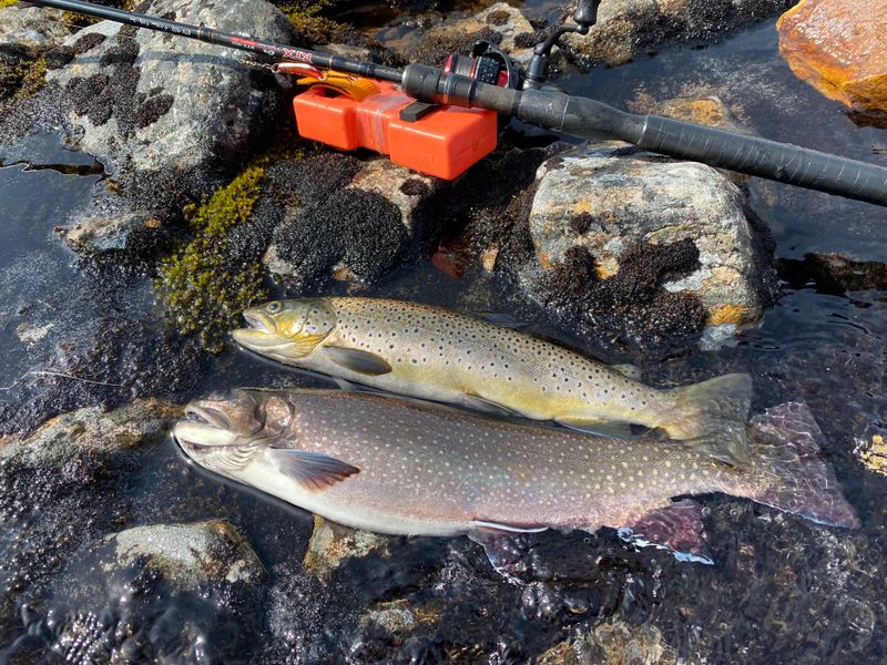 fishing result.jpeg