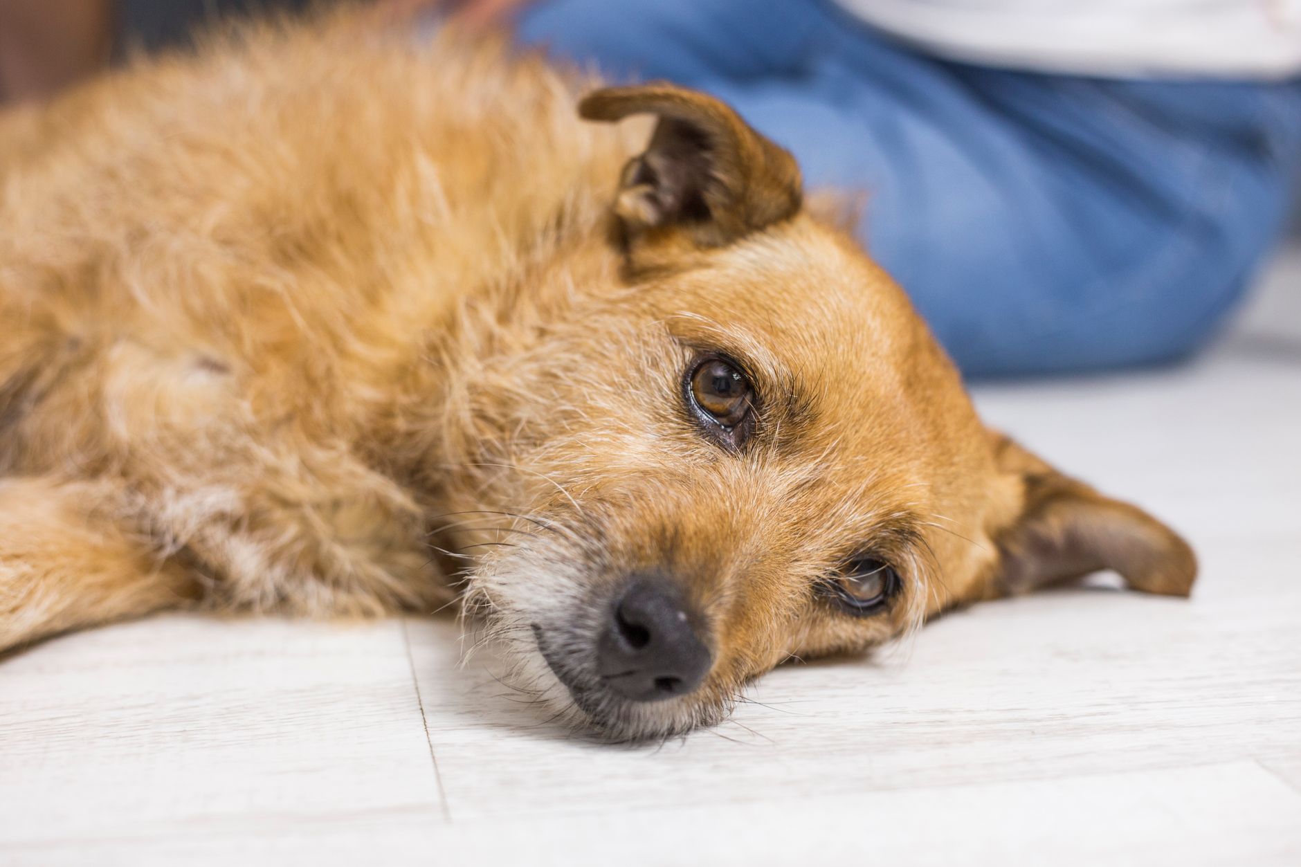 Langvarig diaré hos hund og medisiner mot diaré