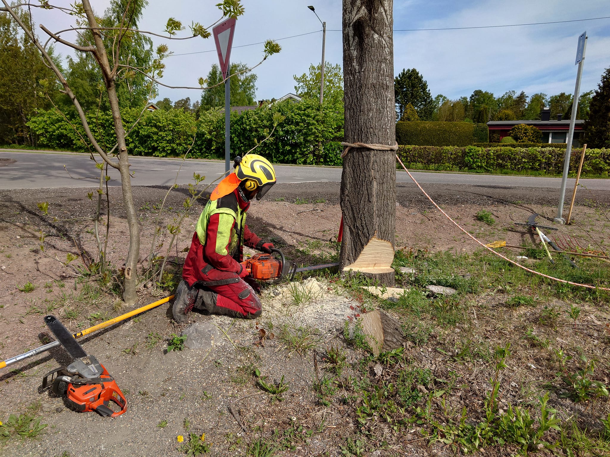 Trefelling i Vestfold.jpg