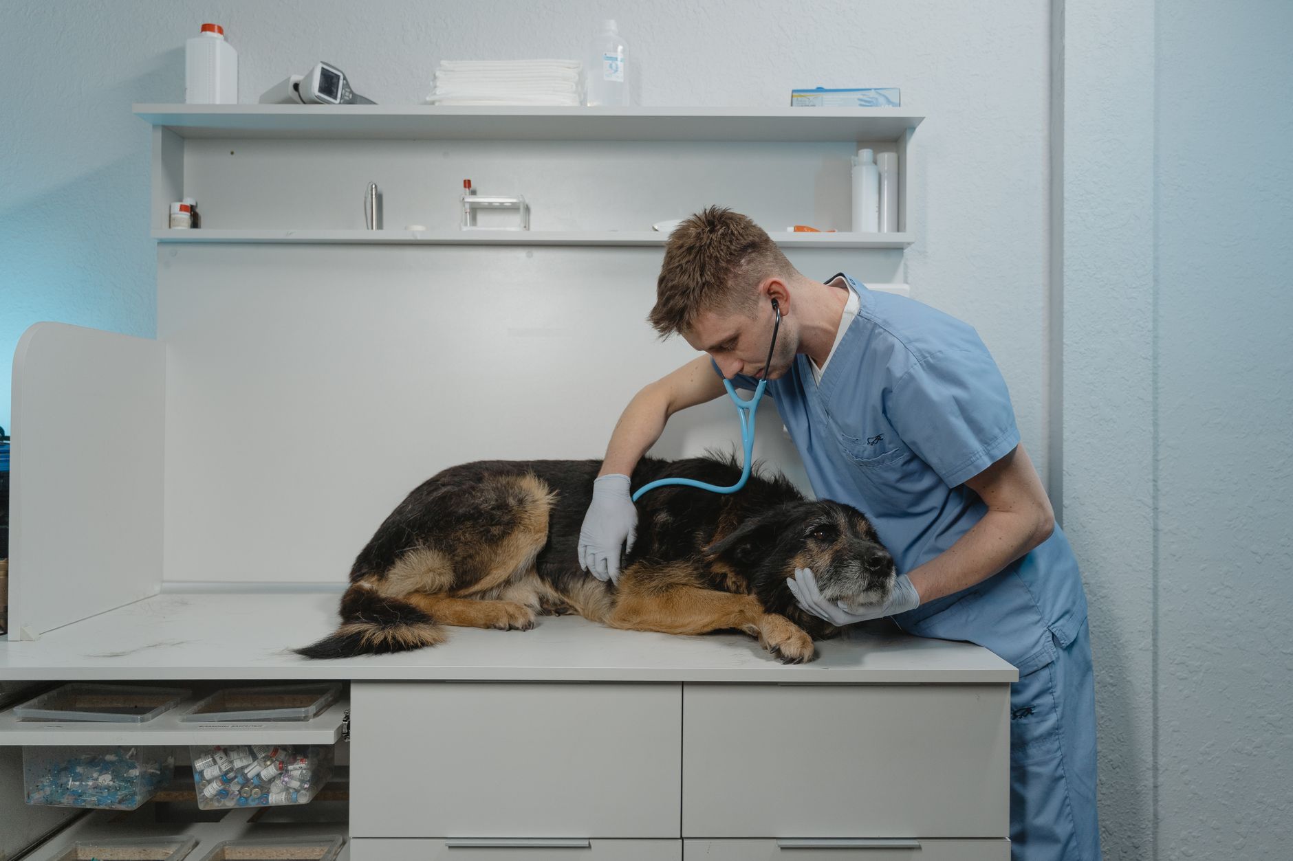 7 råd ved hundediaré, oppkast og diaré hos hund